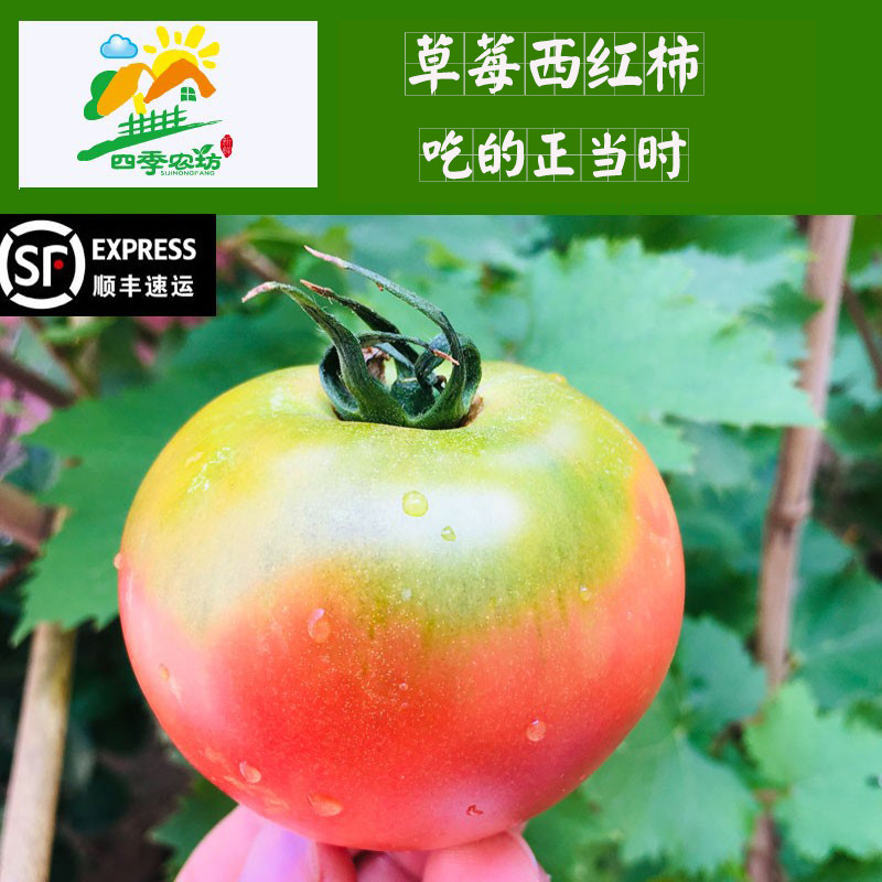 青岛绿腚老品种杠六九草莓柿子西红柿新鲜水果番茄自然熟5斤包邮