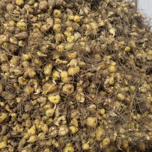 多花倒苗黄精苗，甜黄精