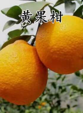 四川汉源黄果柑原产地