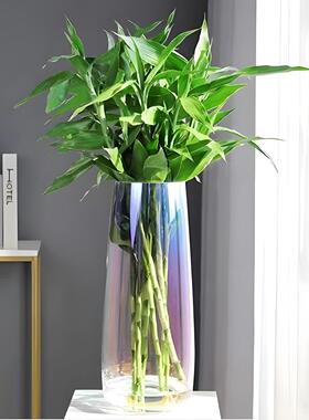 特大多色富贵竹专用|生活玻璃花瓶插花醒花养竹子水竹转运竹网红