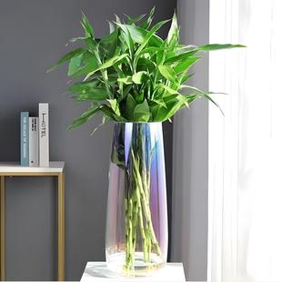 特大多色富贵竹专用|生活玻璃花瓶插花醒花养竹子水竹转运竹网红