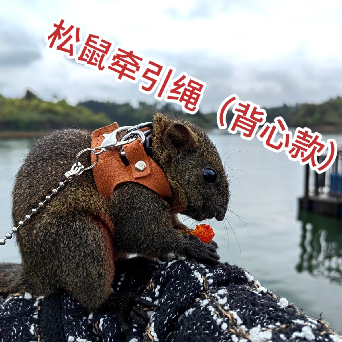 分体背心式松鼠牵引绳组合黑尾土拨鼠防咬胸背带防勒套餐用品