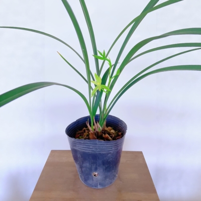 建兰铁山玉兰六瓣奇花花香浓