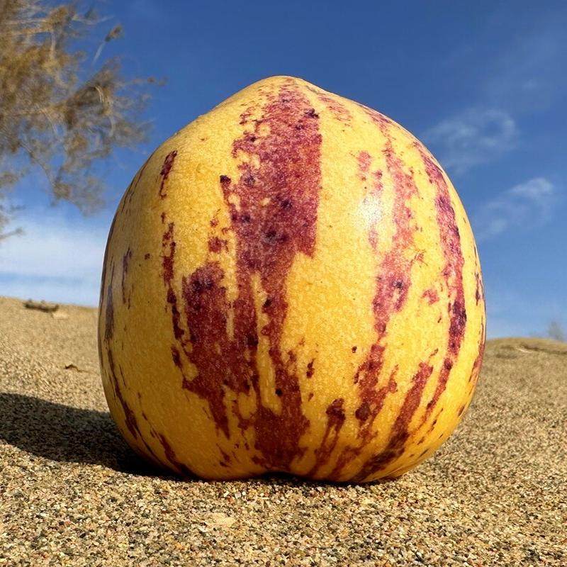 甘肃人参果 新鲜水果 黄肉熟果低糖老人儿童孕妇营养鲜果现摘包邮