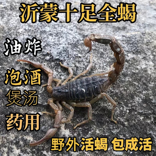 蝎子活体沂蒙活蝎子食用毒蝎子活虫东亚钳蝎泡酒煲汤油炸蝎子药用