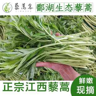 5斤江西鄱阳湖藜蒿新鲜3斤带叶农家篱蒿黎蒿芦蒿泥蒿炒腊肉蔬菜