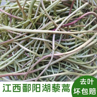 3斤正宗江西鄱阳湖藜蒿红梗绿梗野藜蒿 去叶篱蒿去老根现摘黎耗
