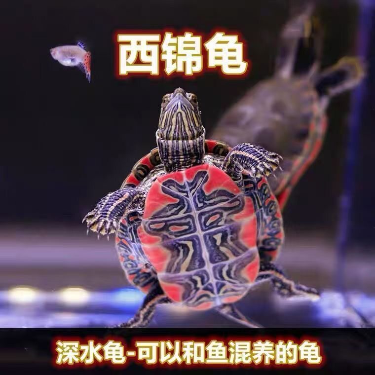 西锦龟宠物水族箱观赏龟深水吃便龟红腹部鱼缸混养宠物活体