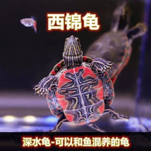 西锦龟宠物水族箱观赏龟深水吃便龟红腹部鱼缸混养宠物活体