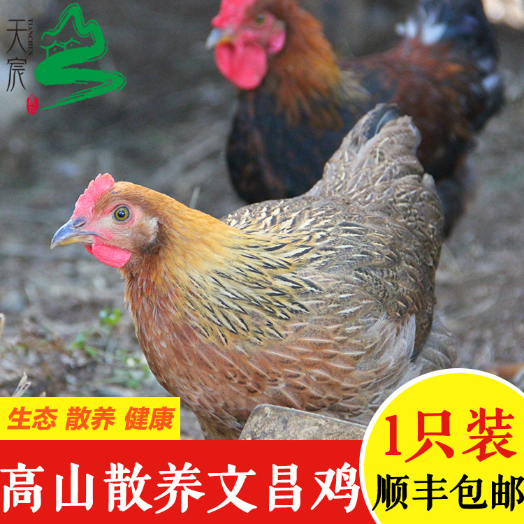 【天宸农庄】高山农家土鸡1斤定金海南文昌鸡散养鸡现杀活鸡59元