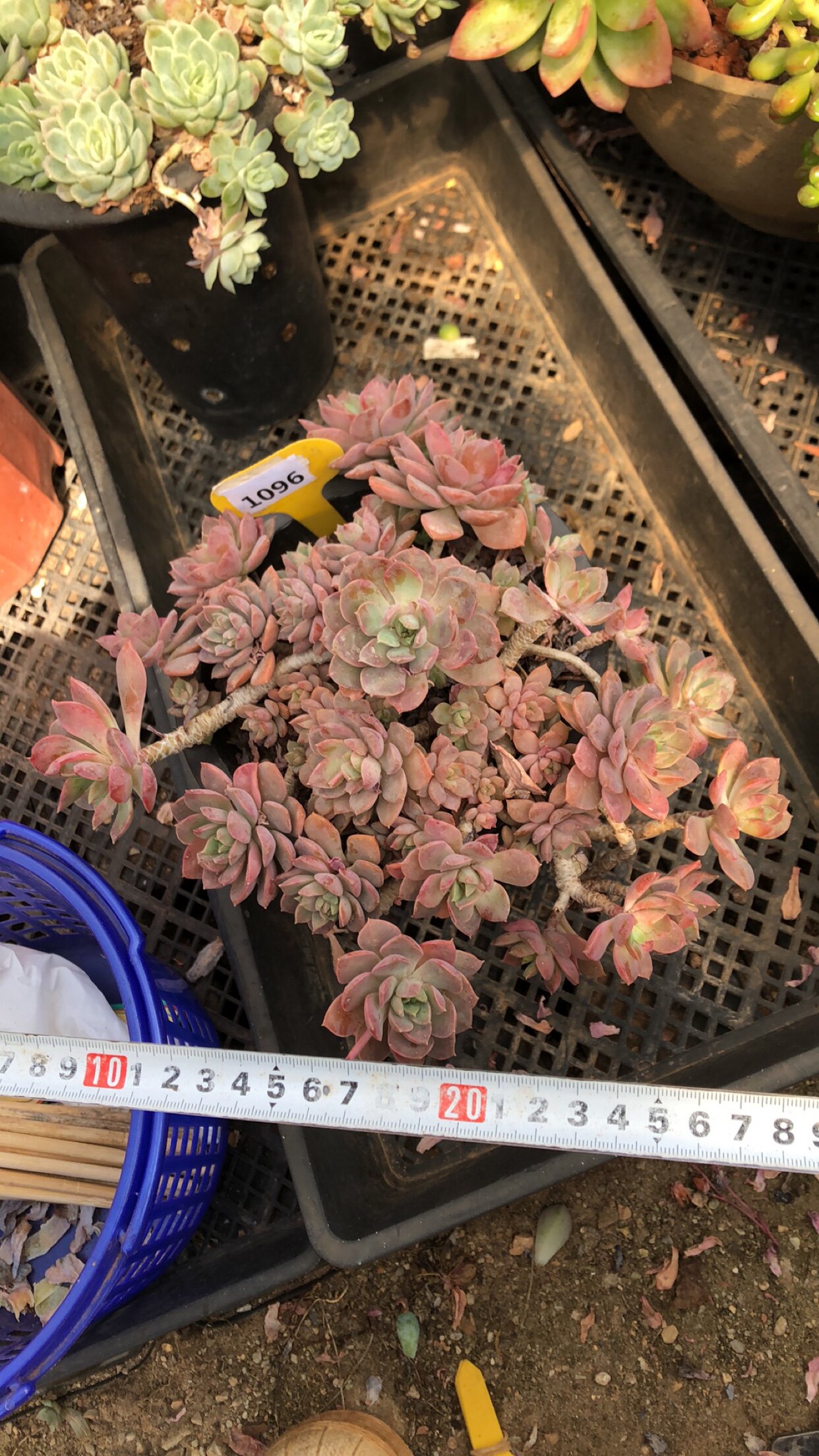 1096紫卡悬崖桩整桩清棚清货多肉植物一物一拍非偏远38包邮