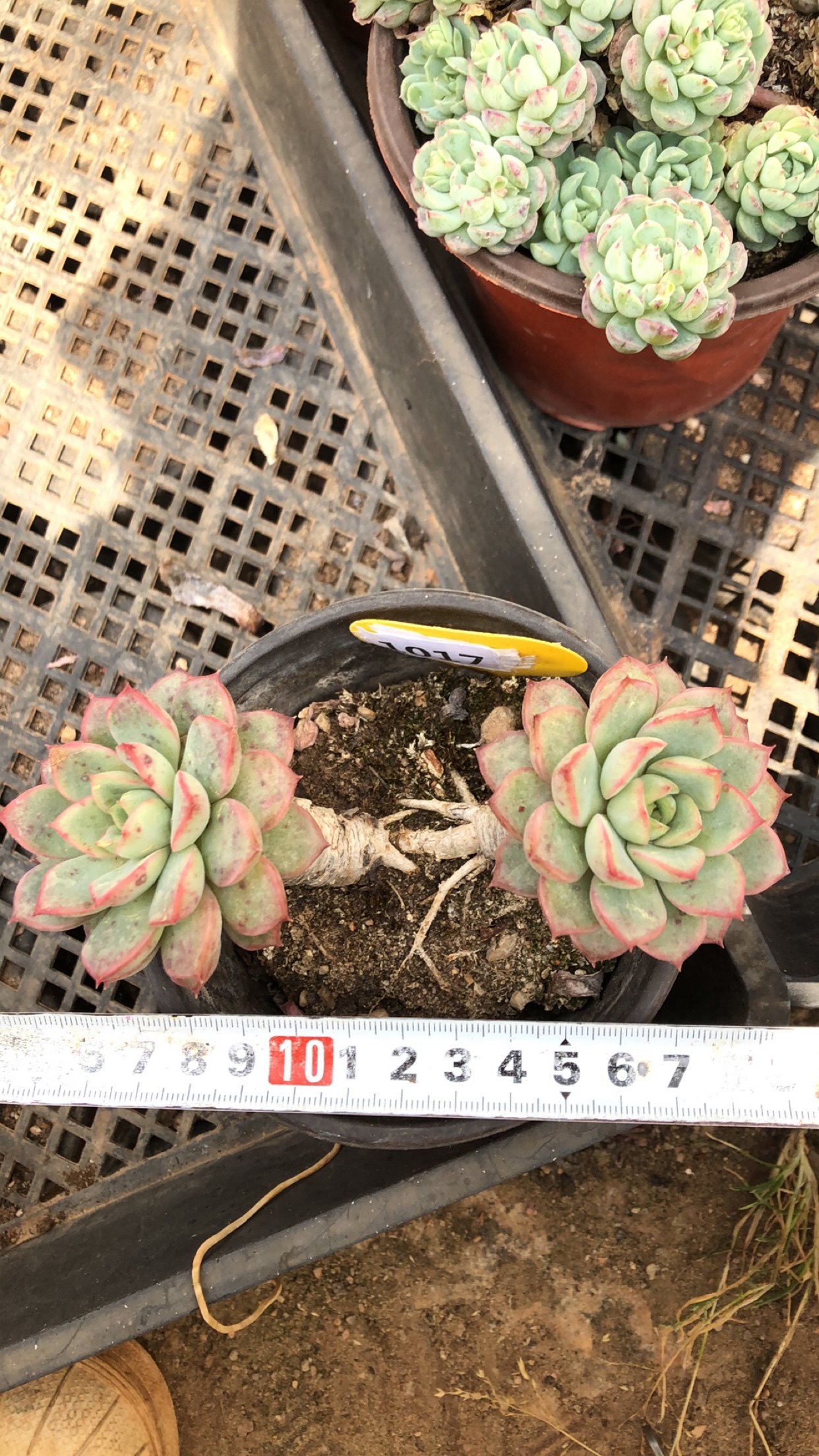 1017春雨整桩有桩清棚清货多肉植物一物一拍非偏远38包邮