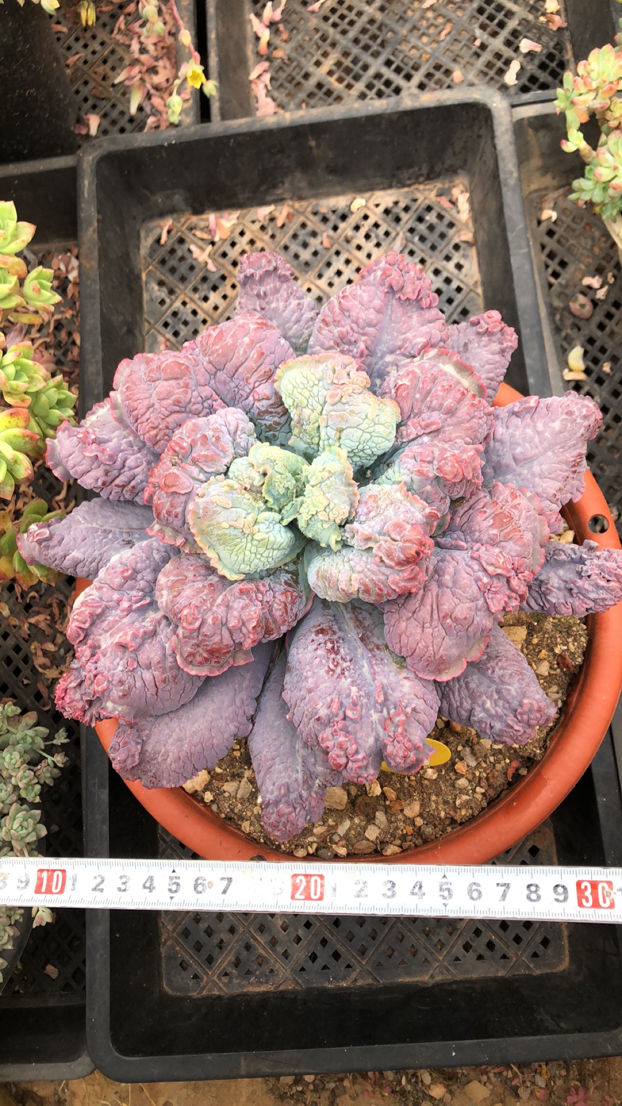 1028狂野男爵有桩巨大老桩大粗腿多肉植物阳台一物一拍非偏38包邮