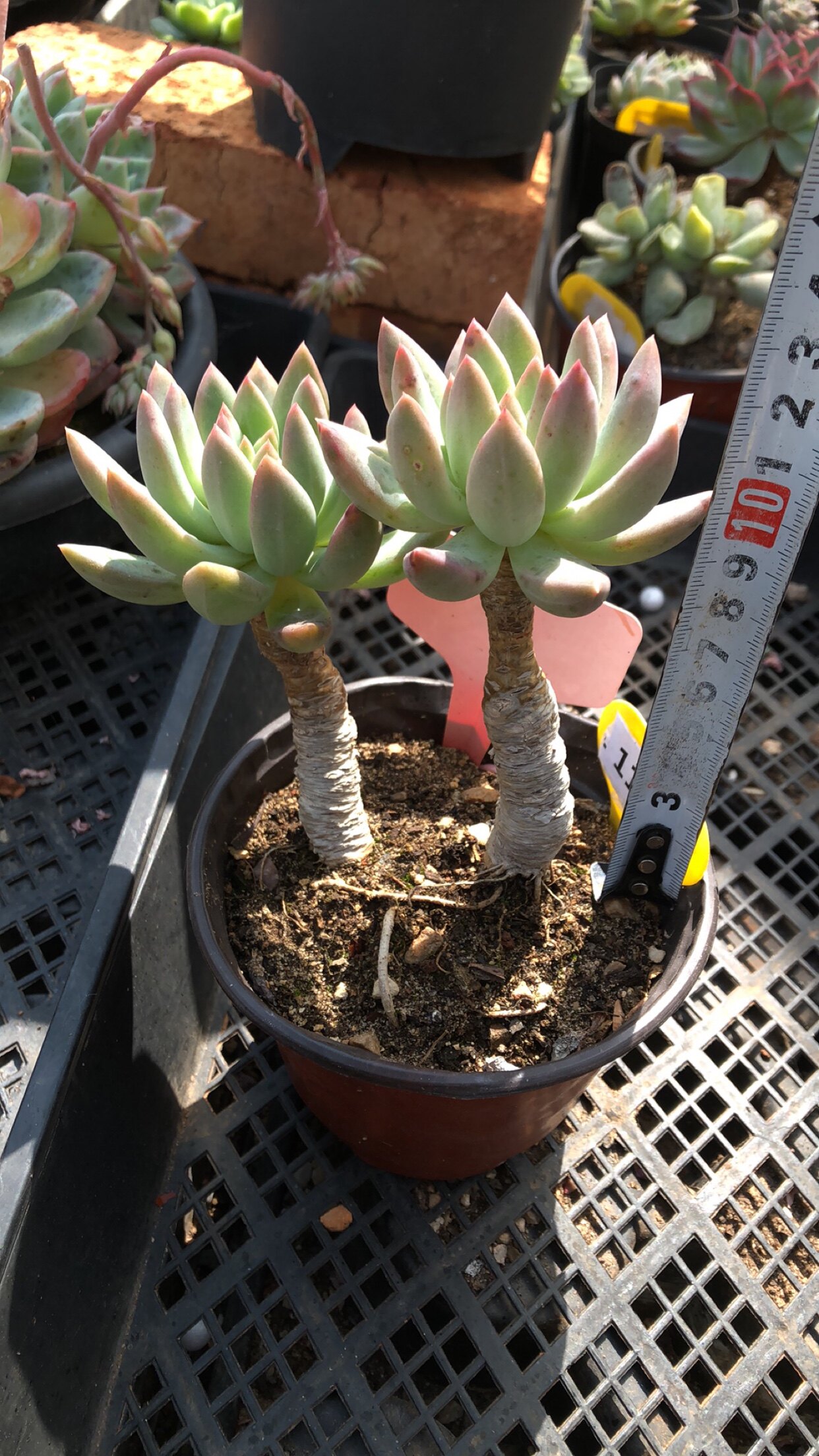 1122冰心公主整桩有桩清棚清货多肉植物一物一拍非偏38包邮4.3拍