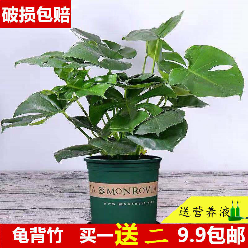 网友分享在meiguo.com的图片