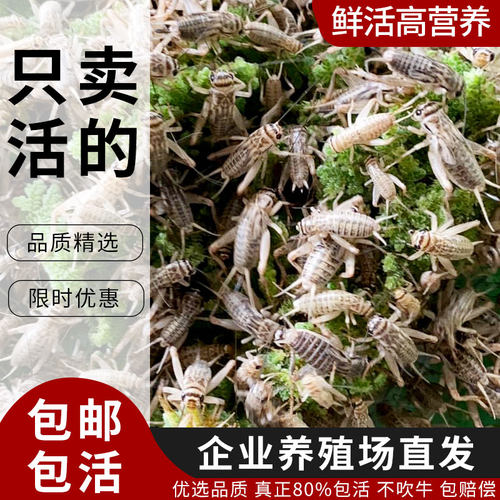 蟋蟀白蛐蛐活物饲料宠物美食