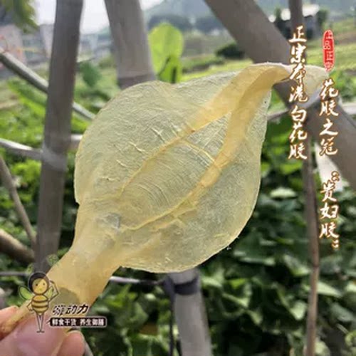 嗨动力本港白花胶溪沃养颜鱼胶