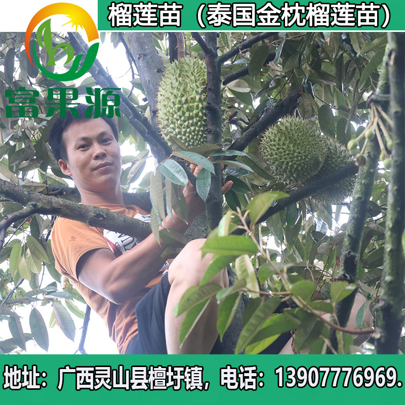 榴莲苗包邮正宗榴莲苗泰国金枕头猫山王嫁接榴莲蜜树苗盆栽地栽|msdalam kategori penghantaran bunga/bunga simulasi/tumbuhan berkebun, 花园植物/行道树/果树, 果树 - dari Buy2taobao.com untuk memberikan perkhidmatan ejen Taobao profesional membeli