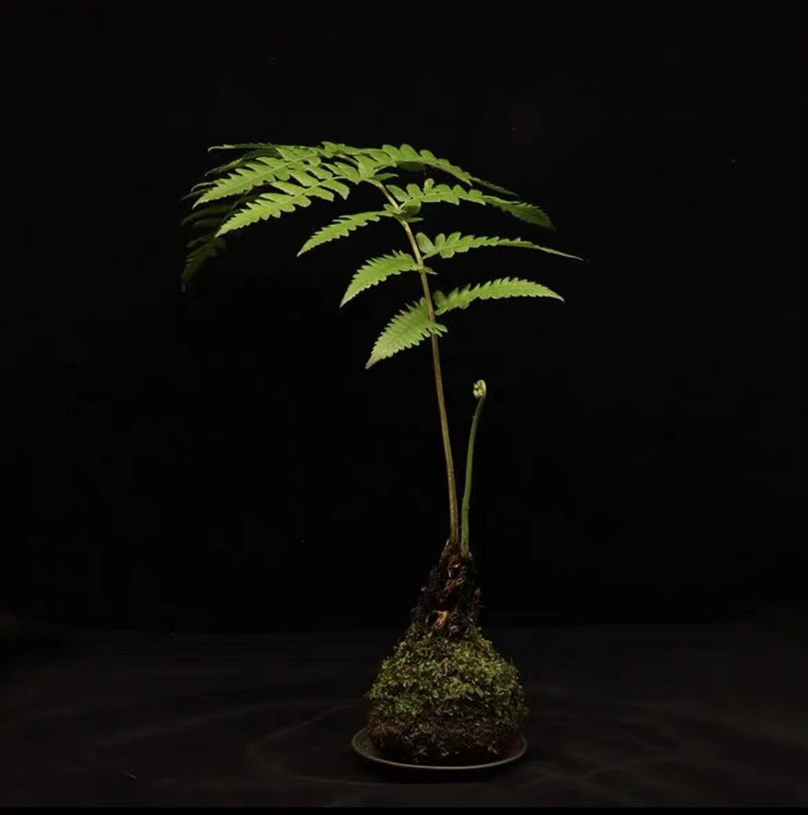 狗脊蕨类植物造景盆栽一叶禅蕨类绿植室网红蕨类室内苔藓球蕨类