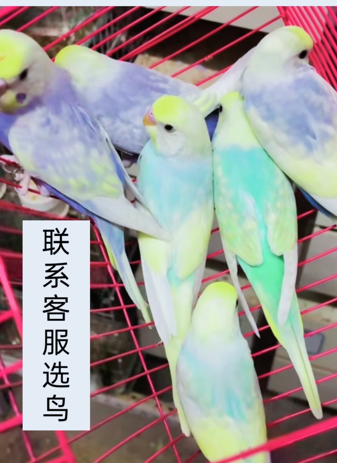 虎皮鹦鹉活鸟彩色虎皮观赏宠物鸟可训上手学舌说话