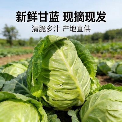 云南高山牛心甘蓝新鲜蔬菜现摘现发牛心卷心菜莲花白大白菜绿甘蓝