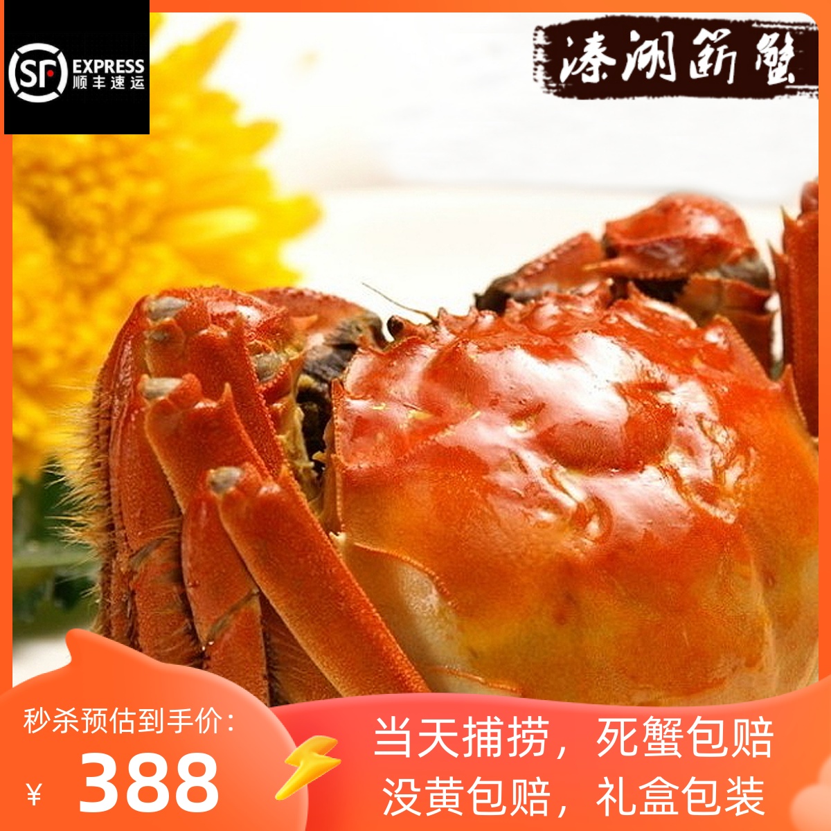 大闸蟹鲜活净重溱湖簖蟹10只送