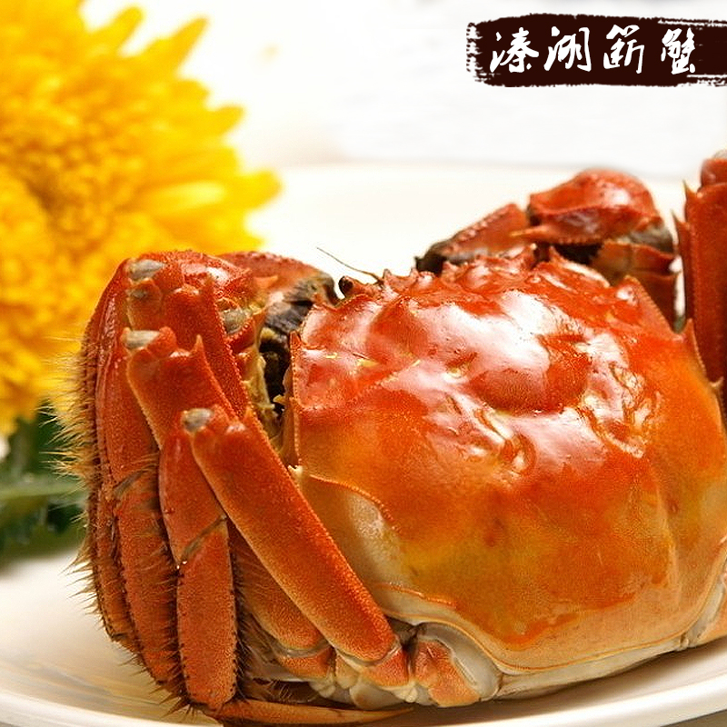 鲜活特大闸蟹溱湖簖蟹兴化红膏蟹母蟹4两公蟹5两10只送礼盒装顺丰