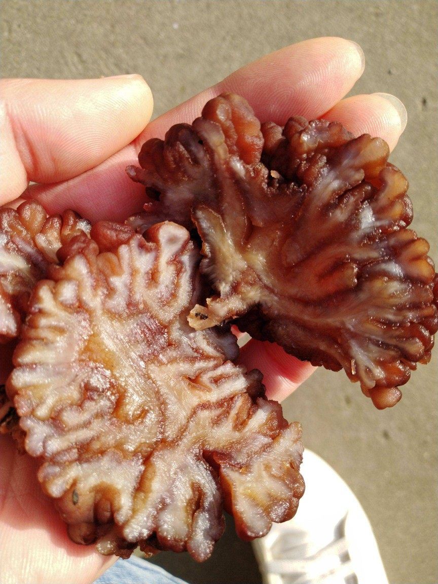 优质干猴脑菇片玛卡菌片核桃菌片酒店专用食用菌食材250g包邮炒涮