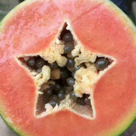 广西红心木瓜