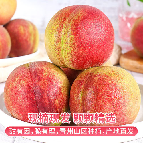 离核正宗青州蜜桃山东脆桃硬桃新鲜水果毛桃应季冬雪蜜桃水蜜桃子
