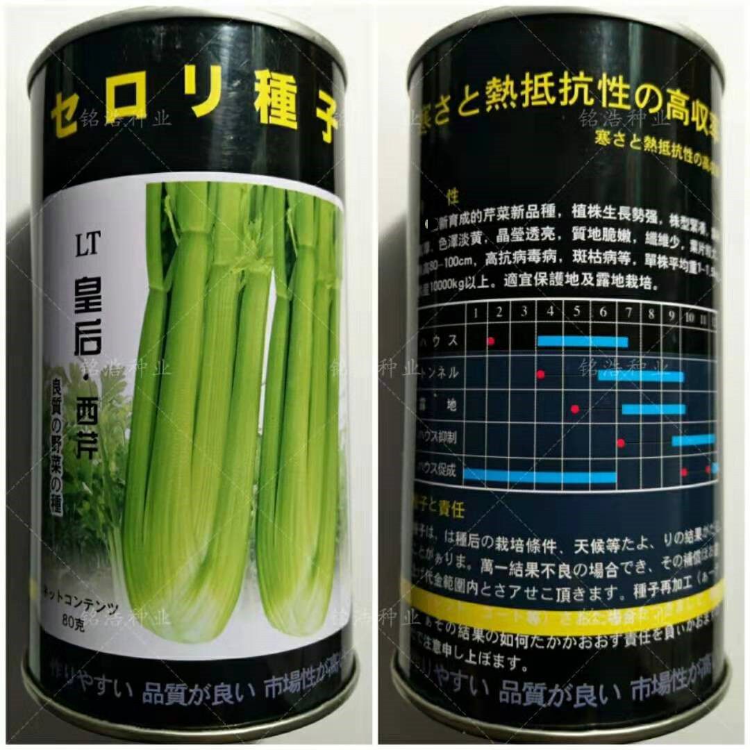 芹菜种籽进口皇后西芹种子高产日本种子纤维少脆嫩大面积种植四季