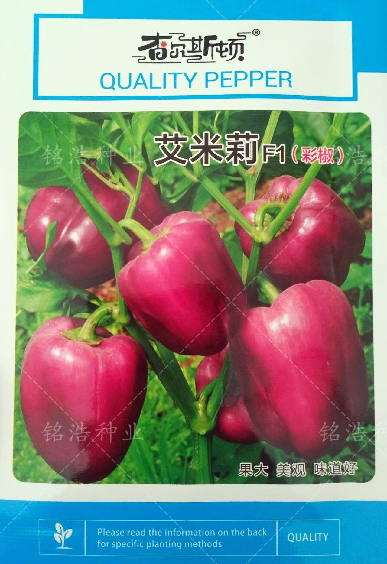 甜椒彩椒红方椒长灯笼辣椒种子紫圆椒春秋季大田基地蔬菜籽艾米莉