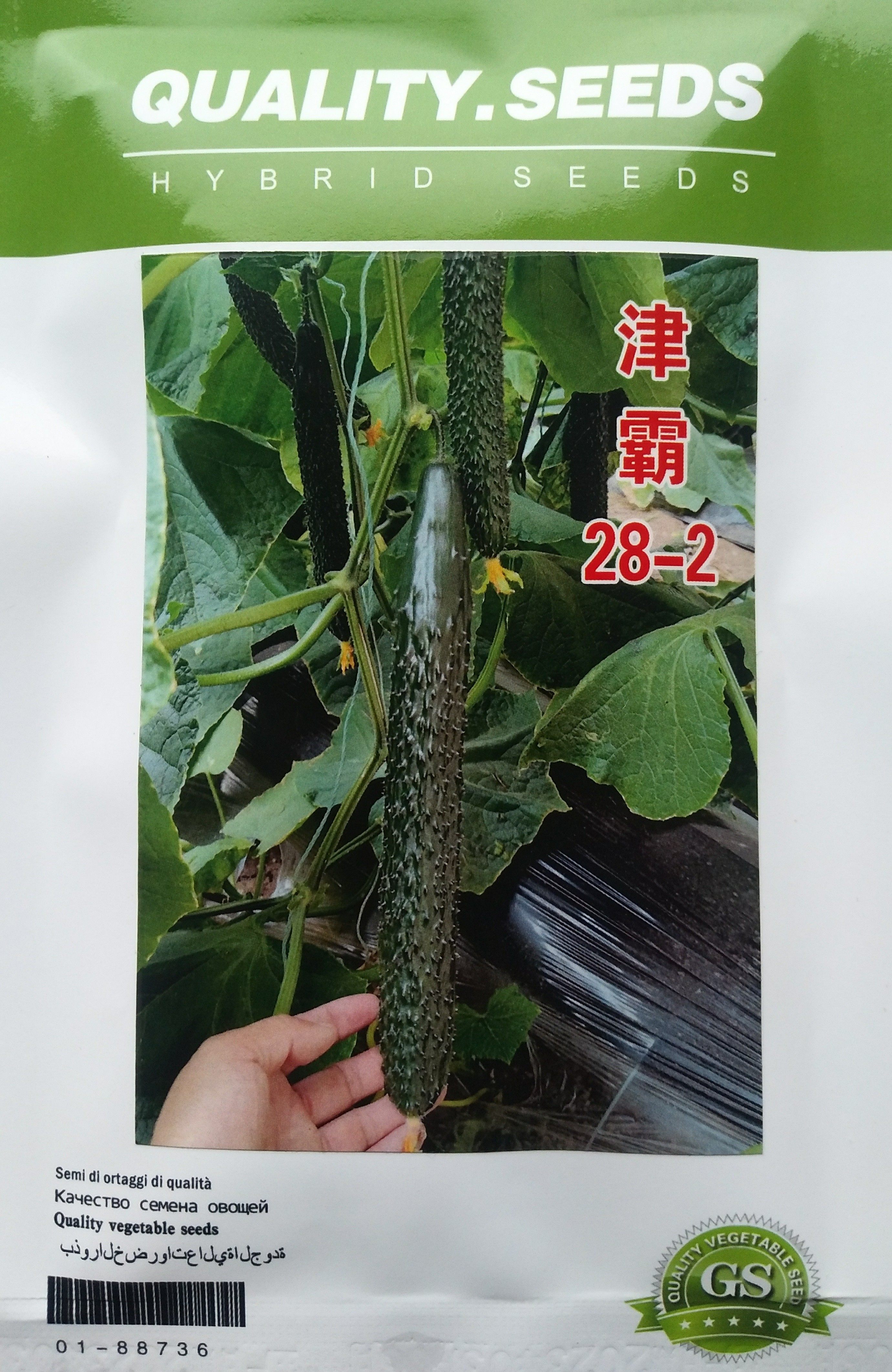 直播油亮型黄瓜短把顺直耐热