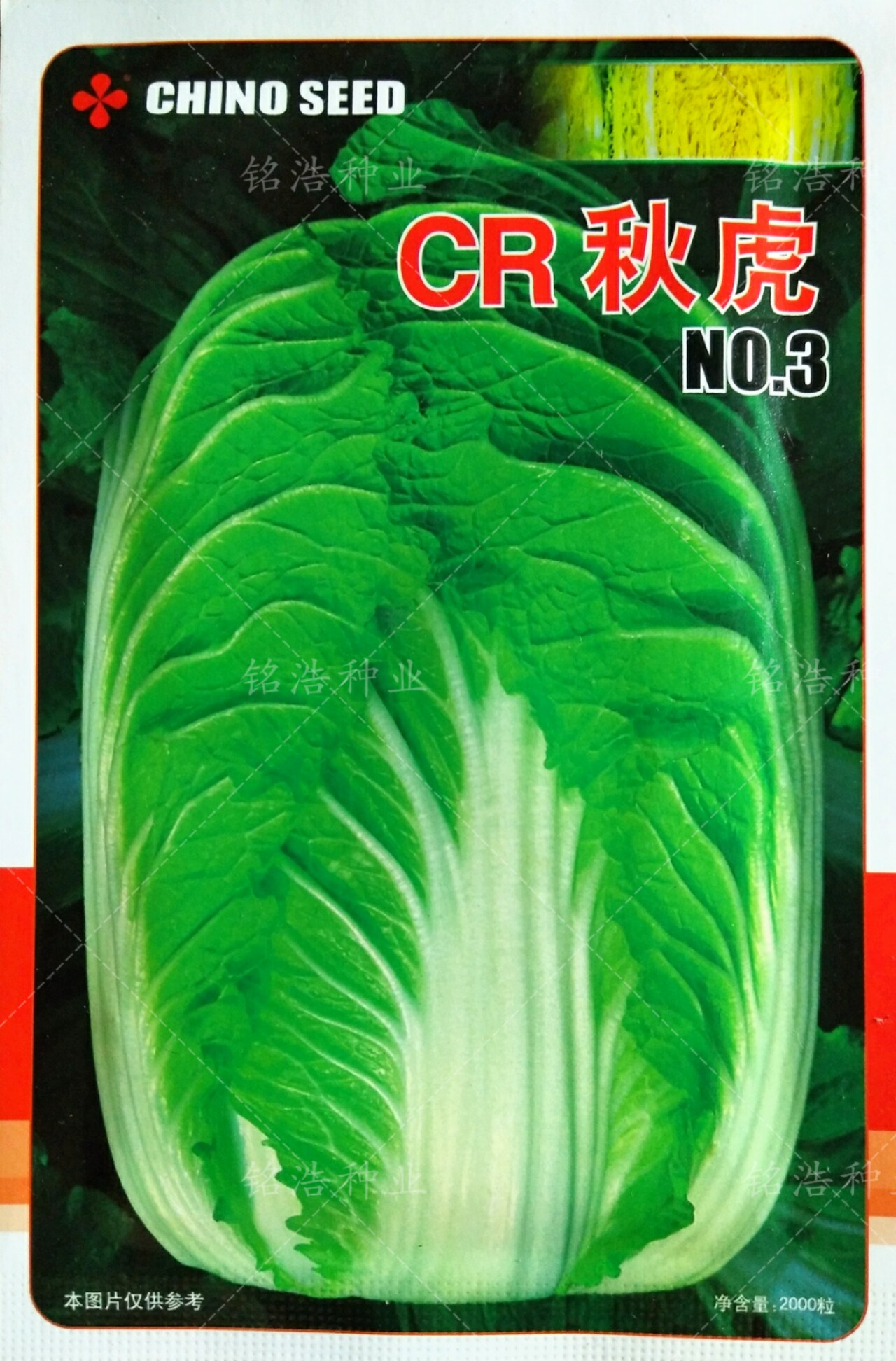 秋季播种大白菜种子外叶深绿内叶金黄早熟抗病高产基地蔬菜籽秋虎