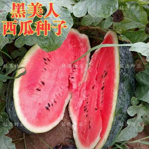 大黑美人西瓜种子超甜黑皮西瓜种籽沙瓤春南方北农家高产蔬菜种孑