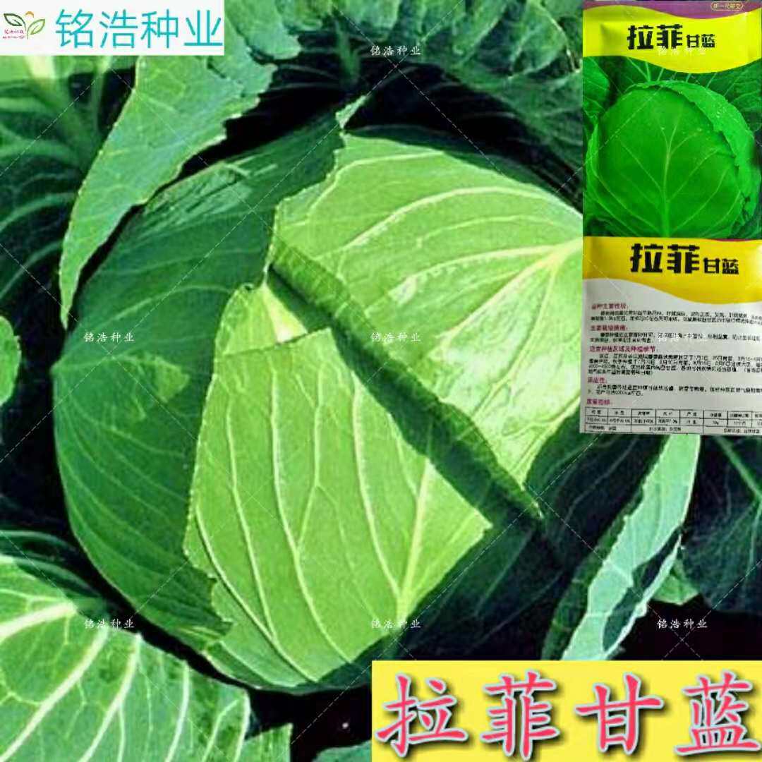 包心菜种子大头菜籽抗病早熟