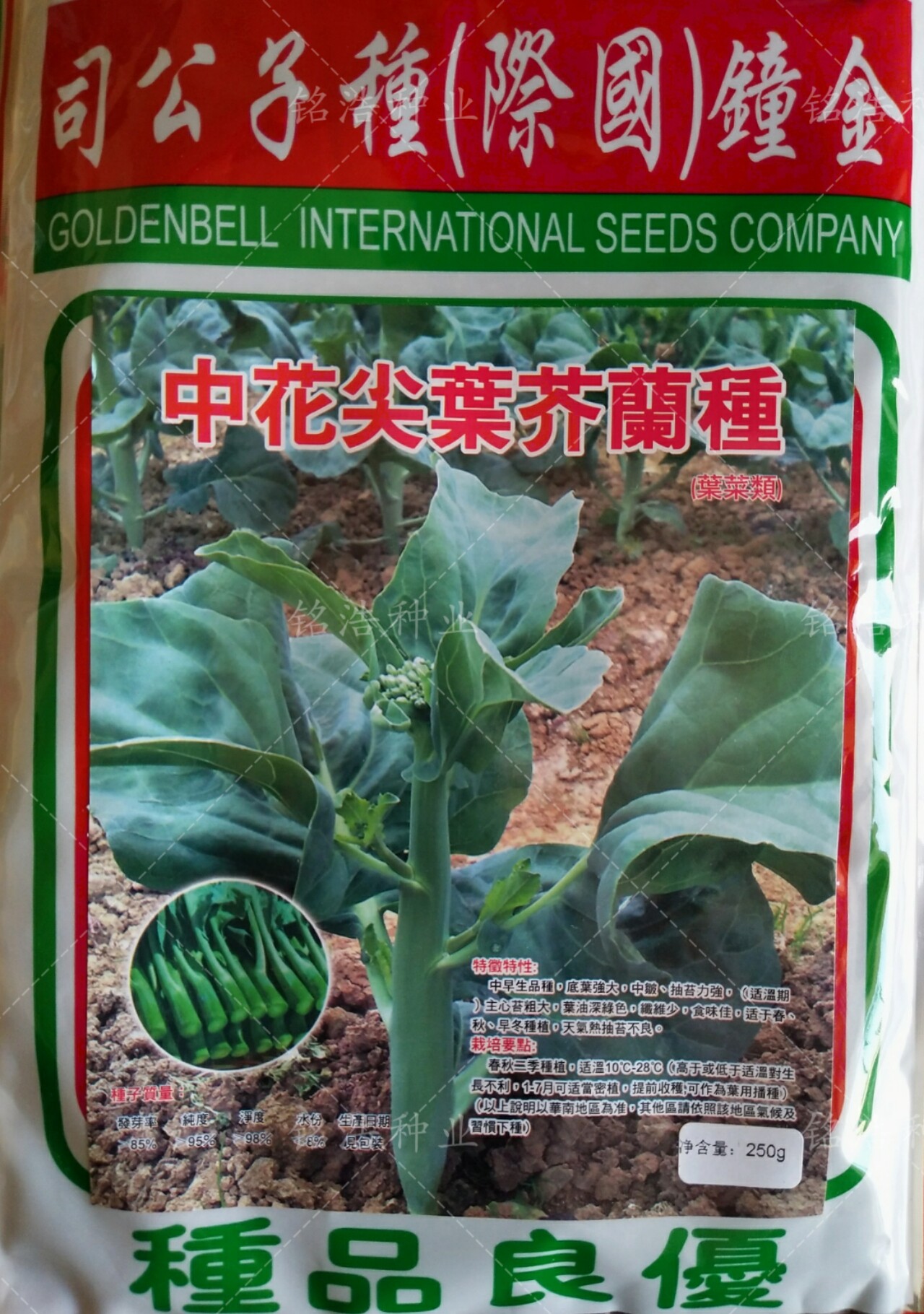 芥蓝菜种子中花尖叶芥兰种子大田播种蔬菜籽春秋冬播种纤维少味佳