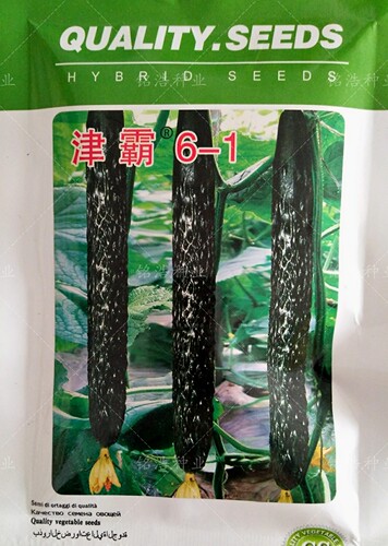 高产短把瓜条顺直特耐热