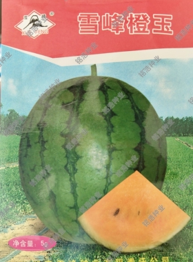 圆形橙色瓤小西瓜种子肉脆汁多高产早熟春夏季播超甜水果瓜果橙玉