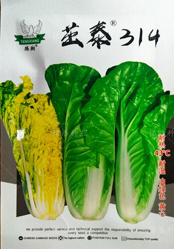 314快菜叶绿黄心无茸毛