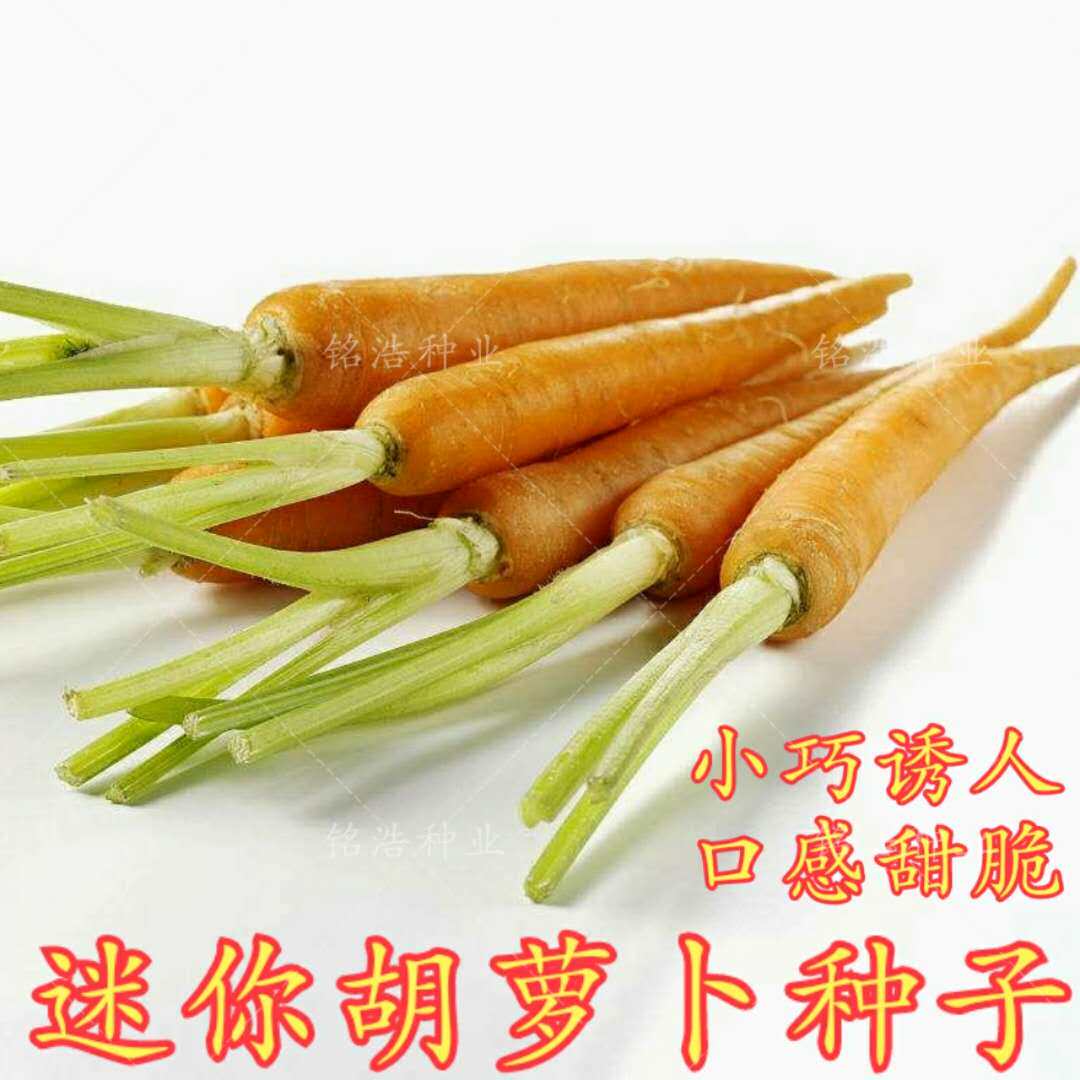 迷你胡萝卜种子手指拇指胡萝卜籽口感甜脆营养小胡萝卜水果胡萝卜