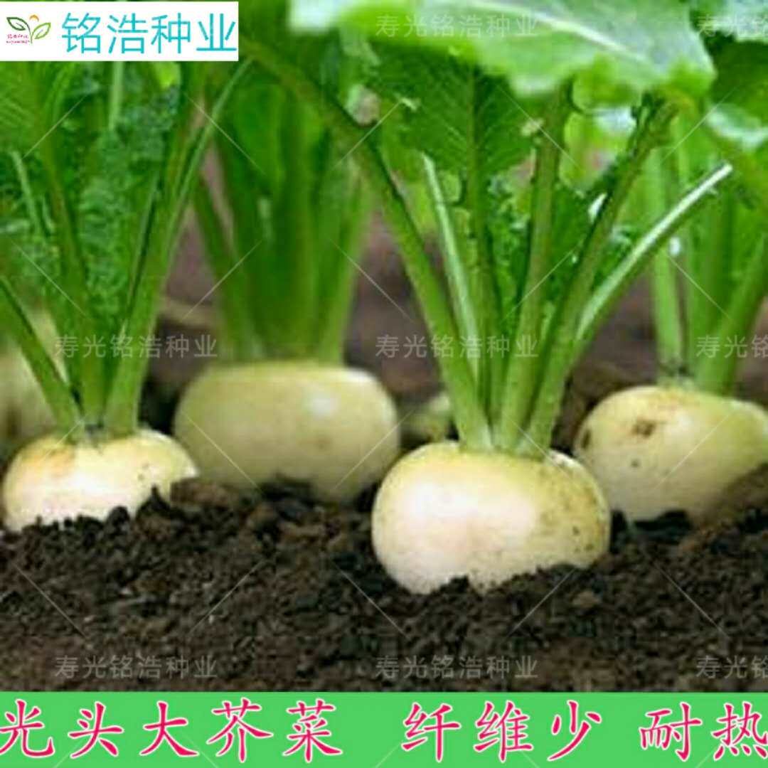 光头芥菜疙瘩种子耐热 蔬菜种子春季夏季秋季种播大头菜盐腌蔬菜