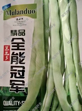 绿白色芸豆种子早熟肉厚圆扁豆角四季豆种籽高产春秋大面积播农家