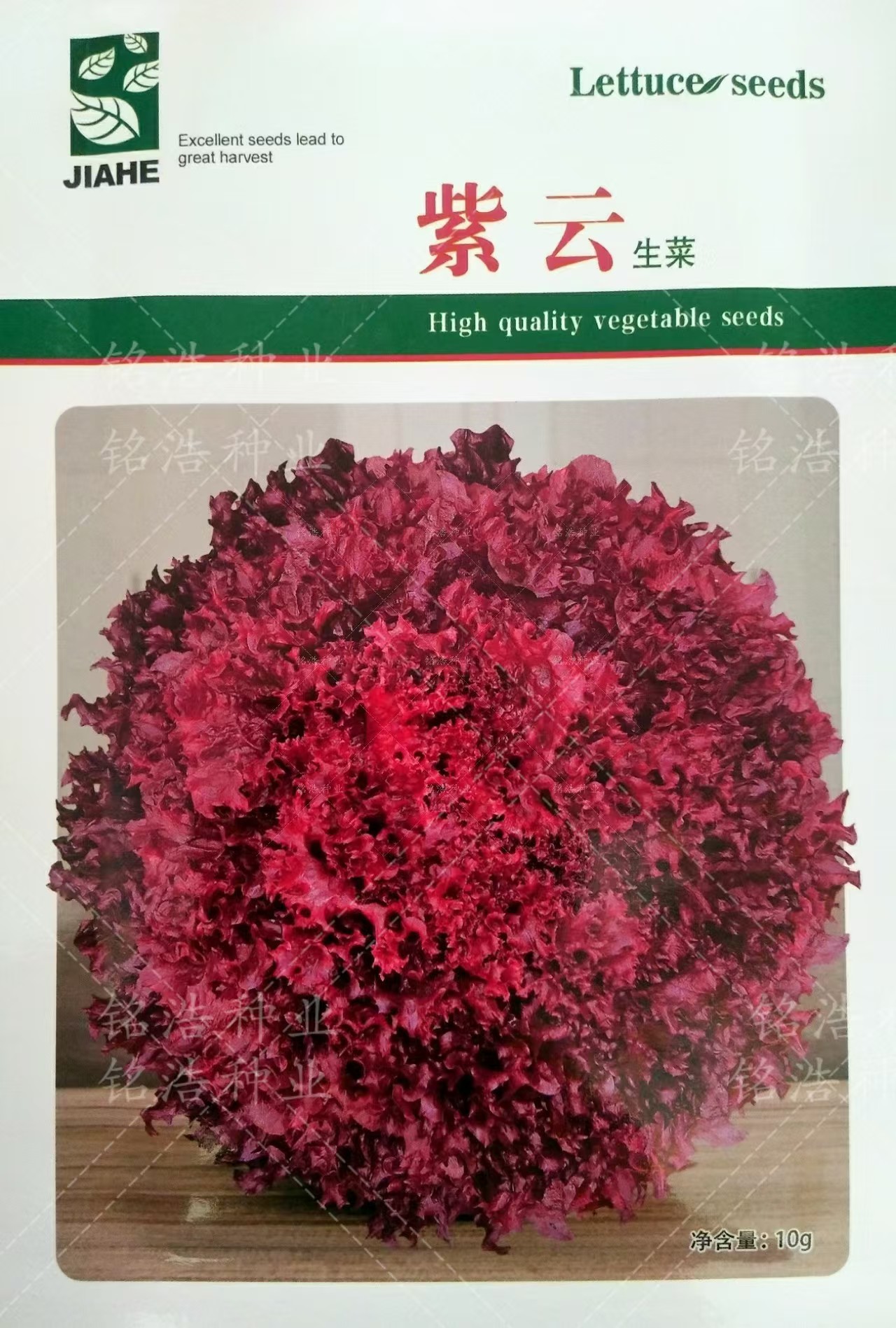 紫生菜种籽散叶生菜种子汉堡凉拌沙拉脆嫩蘸酱盆栽春夏秋四季紫云