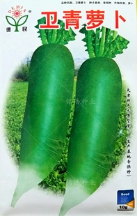 卫青水果萝卜种籽青皮青肉天津罗卜种正宗甜脆春秋四季蔬菜种子孑