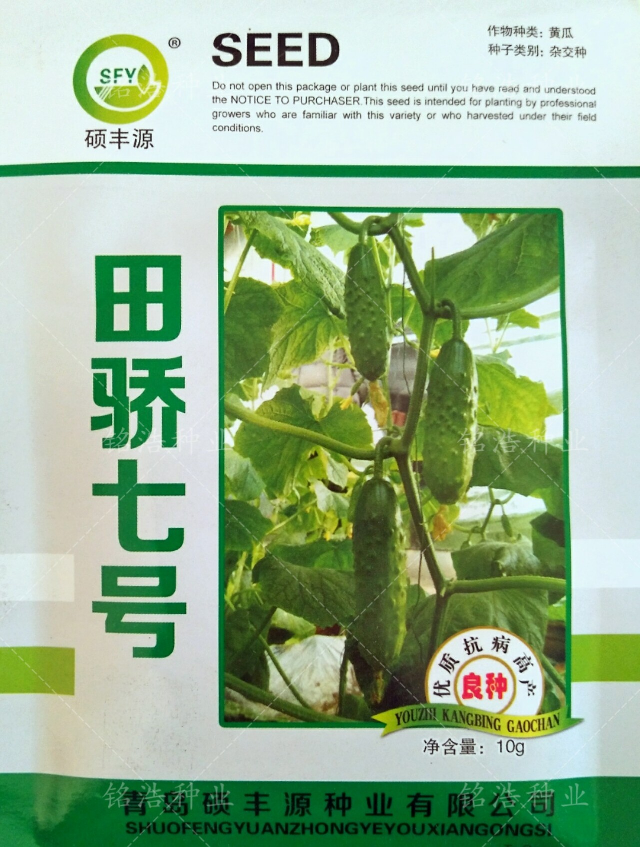 强雌旱黄瓜种子春秋冬季小青瓜水果基地大棚盆栽蔬菜籽孑田骄七号