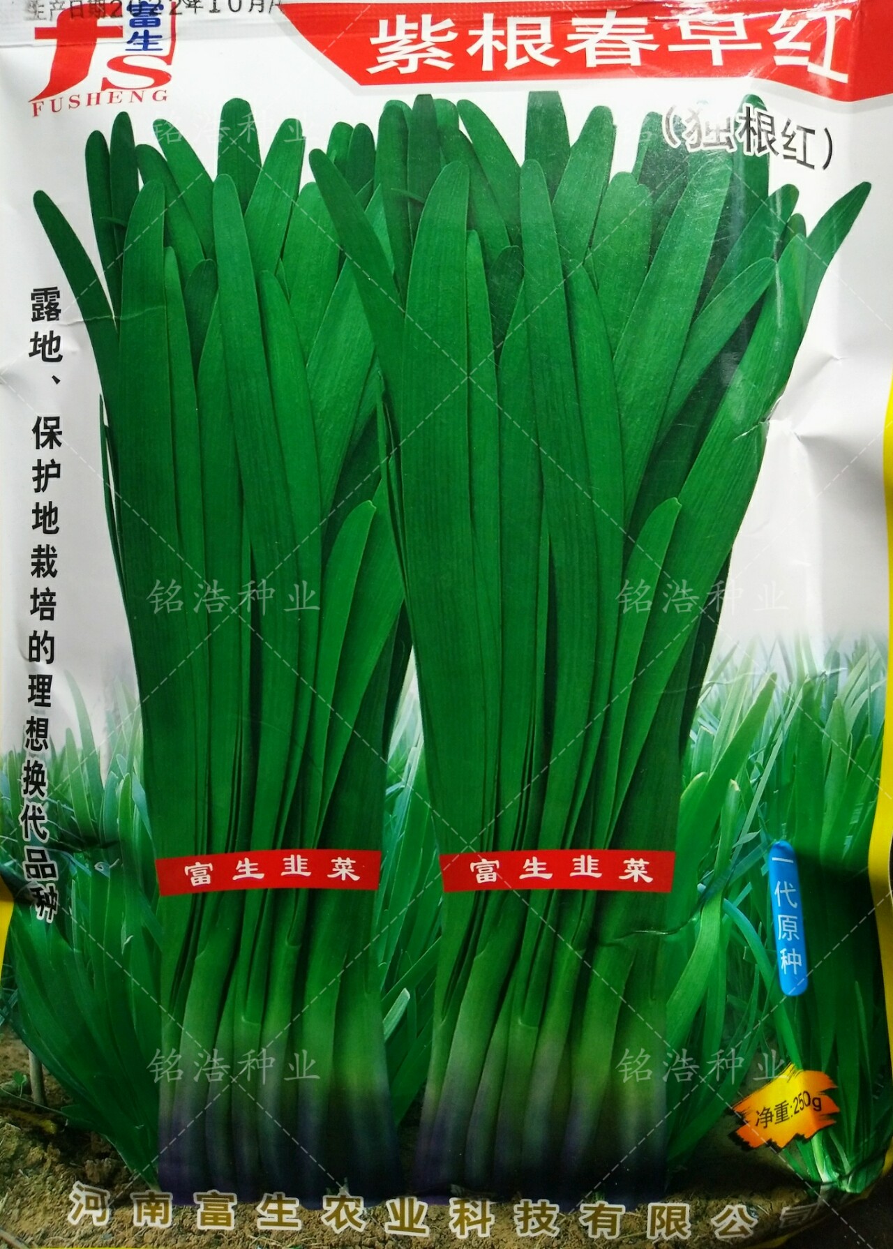 富生独根红叶绿肥厚宽大味浓