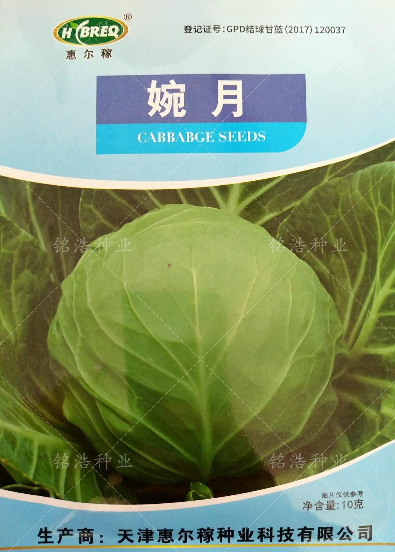 甘蓝春秋季绿叶黄心松软
