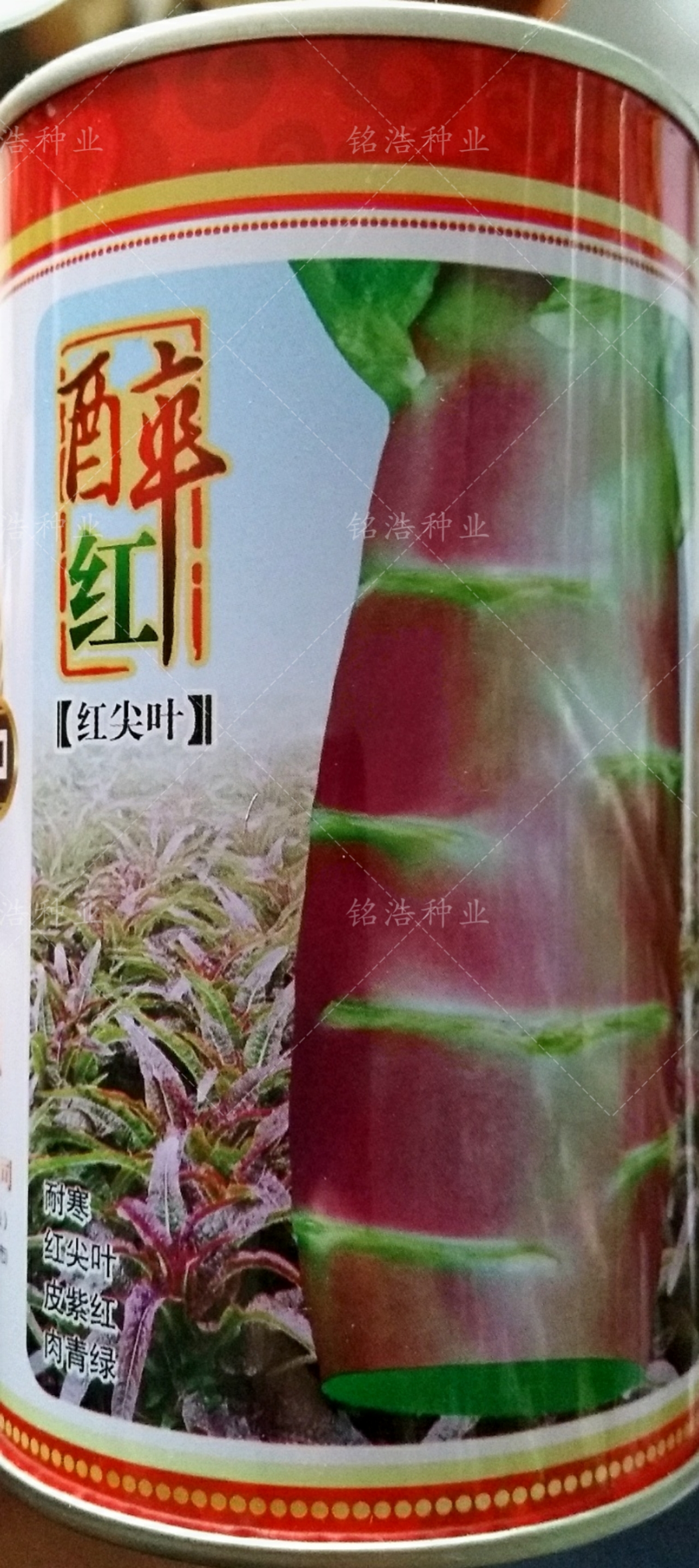 醉红红莴笋种子紫叶莴苣籽春秋冬种抗病高产耐寒特色莴笋蔬菜种孑