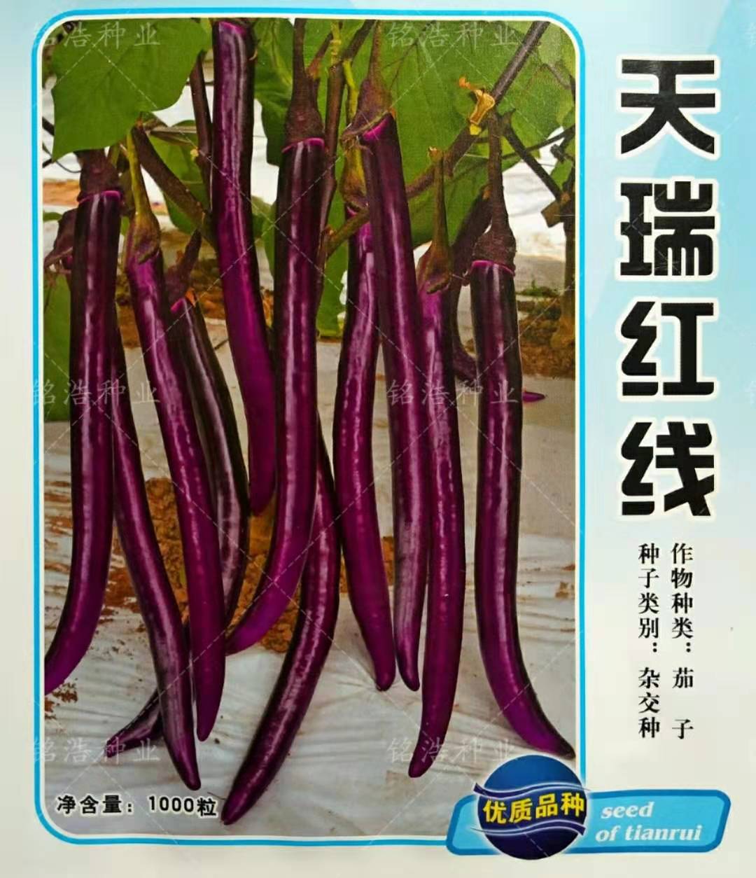 天瑞红线茄种子秋春秋季高产抗病耐热四季盆栽蔬菜籽大田大面积用